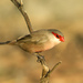 Common Waxbill - Photo (c) Joaquim Coelho, some rights reserved (CC BY-NC-ND)