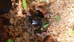 Cheirotonus formosanus