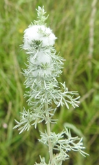 Rhopalomyia saissanica