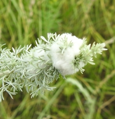 Rhopalomyia saissanica