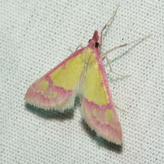 Choristostigma roseopennalis