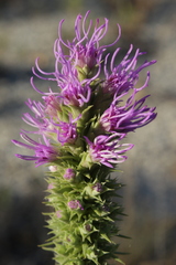 Liatris glandulosa