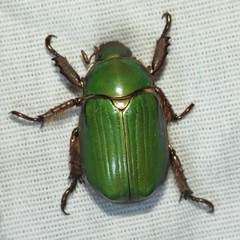 Chrysina lecontei