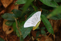 Strophidia caudata
