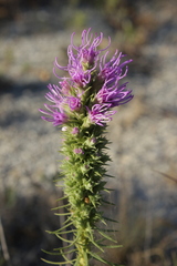 Liatris glandulosa