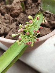 Cissus quadrangularis