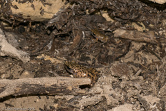 Eleutherodactylus marnockii
