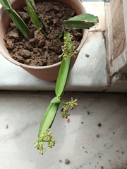 Cissus quadrangularis