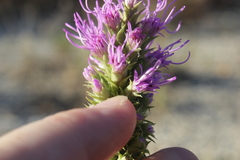 Liatris glandulosa