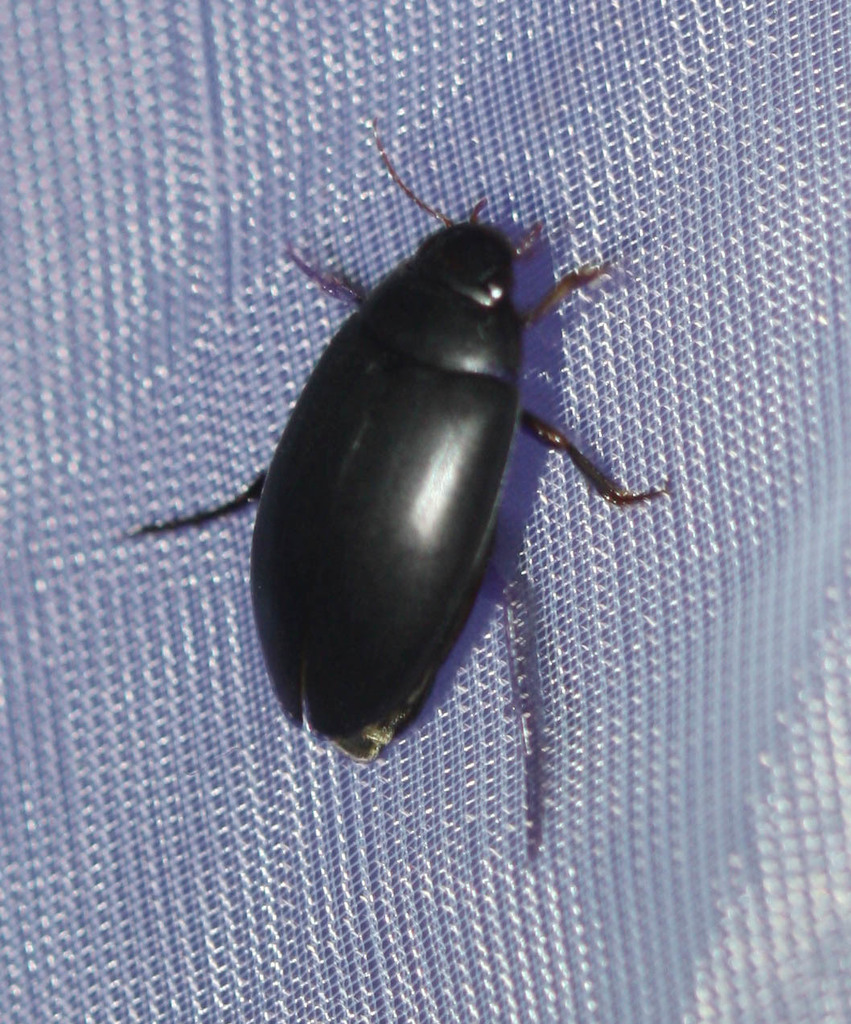 Nartus grapii