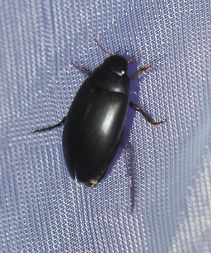 Nartus grapii