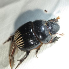 Dichotomius colonicus