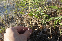Liatris glandulosa