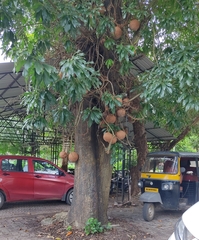 Couroupita guianensis