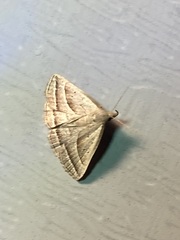 Macrochilo absorptalis