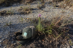 Liatris glandulosa