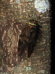 Graptopsaltria tienta