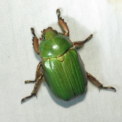 Chrysina lecontei