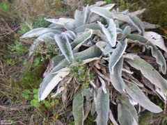 Hermas gigantea