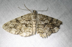 Peribatodes secundaria