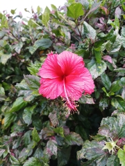 Hibiscus rosa-sinensis