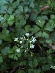 Sanicula petagnioides