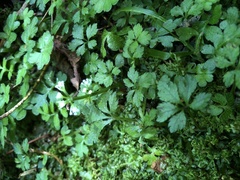 Sanicula petagnioides