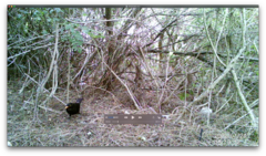 Turdus merula