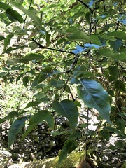 Pyrus kawakamii