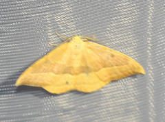 Watsonalla cultraria