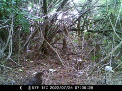 Turdus merula