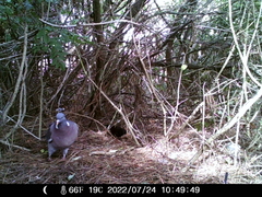 Columba palumbus