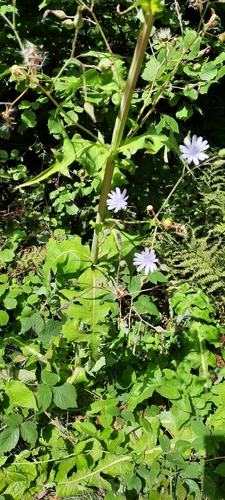 Image of Lactuca plumieri by (c) purperlibel, some rights reserved (CC BY-SA)