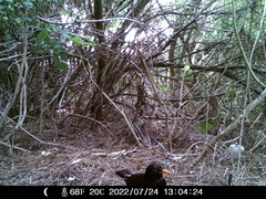 Turdus merula