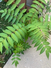 Ailanthus altissima
