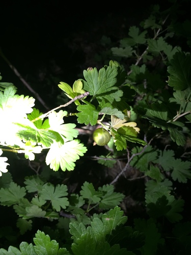 Ribes uva-crispa