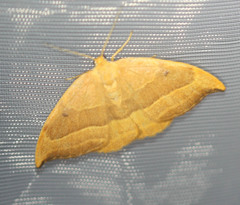 Watsonalla cultraria