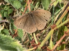 Aphantopus hyperantus