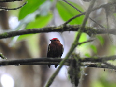 Machaeropterus deliciosus