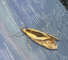 Harpella forficella