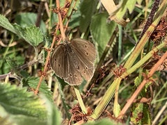 Aphantopus hyperantus