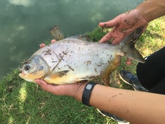 Piaractus mesopotamicus