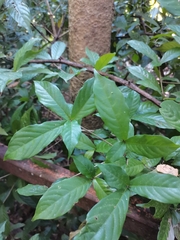Lasiococca comberi pseudoverticillata
