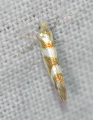 Argyresthia goedartella