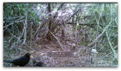 Turdus merula