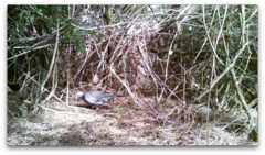 Columba palumbus