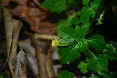 Erythranthe nepalensis