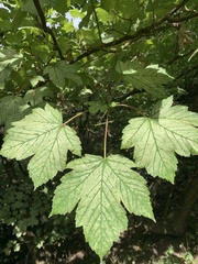 Acer pseudoplatanus