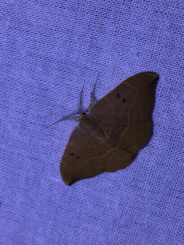 Watsonalla binaria