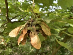Acer pseudoplatanus